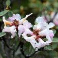 林芝杜鵑 林芝杜鵑