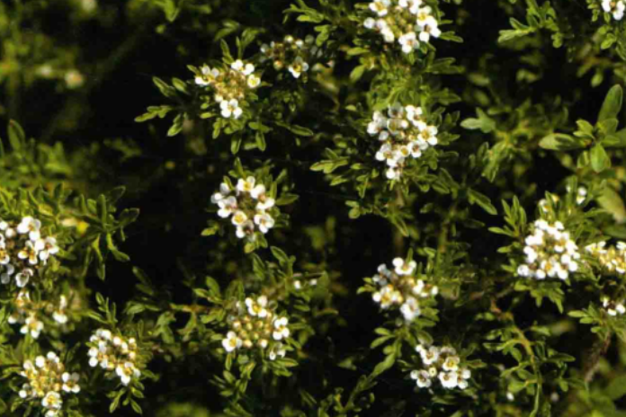 藏芹葉薺 藏芹葉薺
