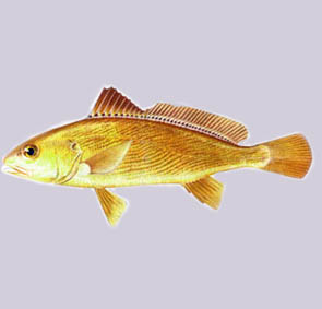 黃鯽魚