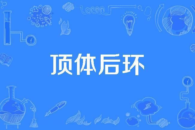 頂體後環