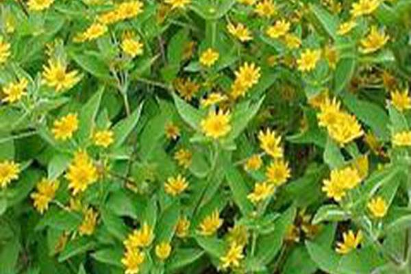 Melampodium divaricatum