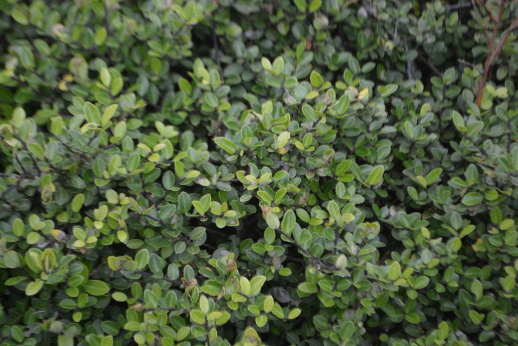 Ilex crenata