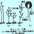 毛霉 毛霉