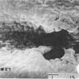 雲南槲寄生 雲南槲寄生