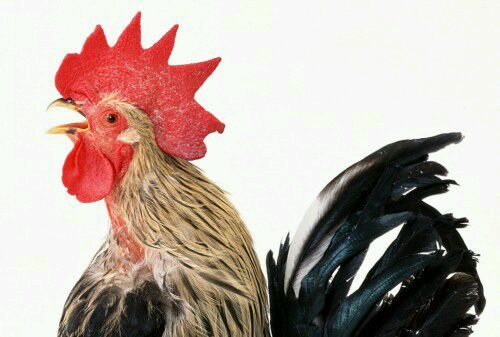 打鳴 打鳴