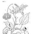 滇南芙蓉 滇南芙蓉