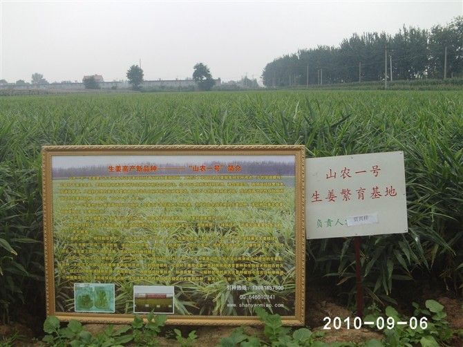 山農一號(山農1號) 山農一號(山農1號)