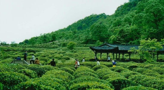 海拔1300米的茶文化聖山-蒙頂山茶園