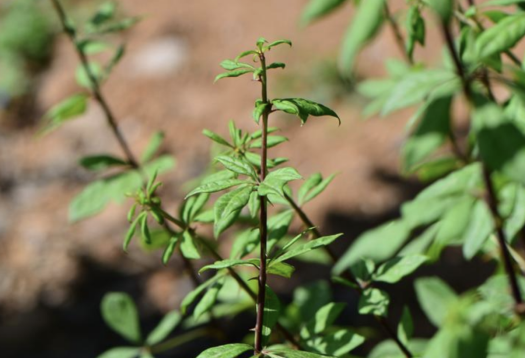 短柄五加(植物) 短柄五加(植物)