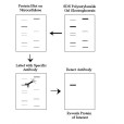 免疫印跡(Western Blot) 免疫印跡(Western Blot)