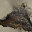 obscurata obscurata