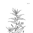 西藏紫錘草