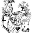 思茅藤 思茅藤