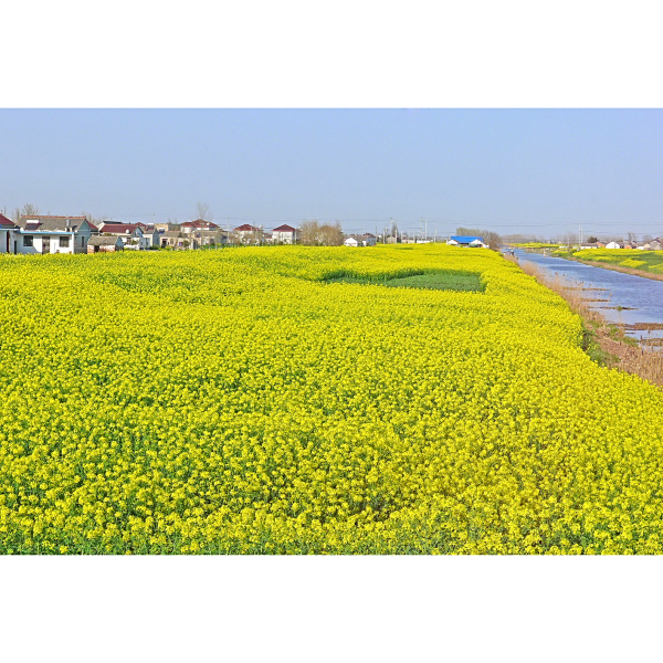 鹽城風景