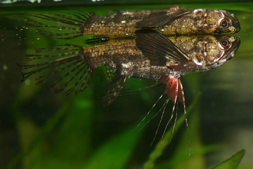 齒蝶魚