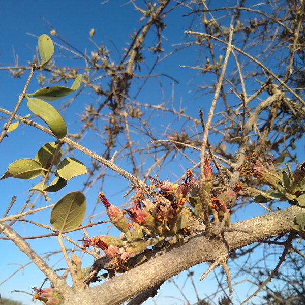 Combretum wattii