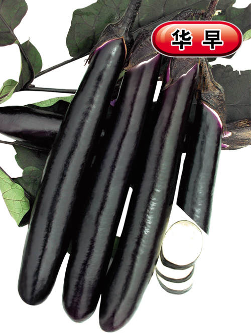 華早