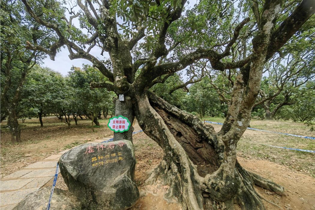 虛懷若谷(廣東省茂名市高州市根子古荔園的古荔樹) 虛懷若谷(廣東省茂名市高州市根子古荔園的古荔樹)
