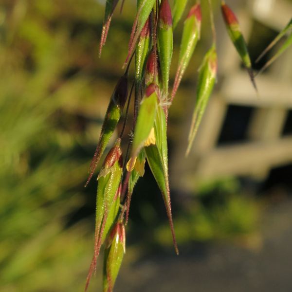 Ehrharta longiflora