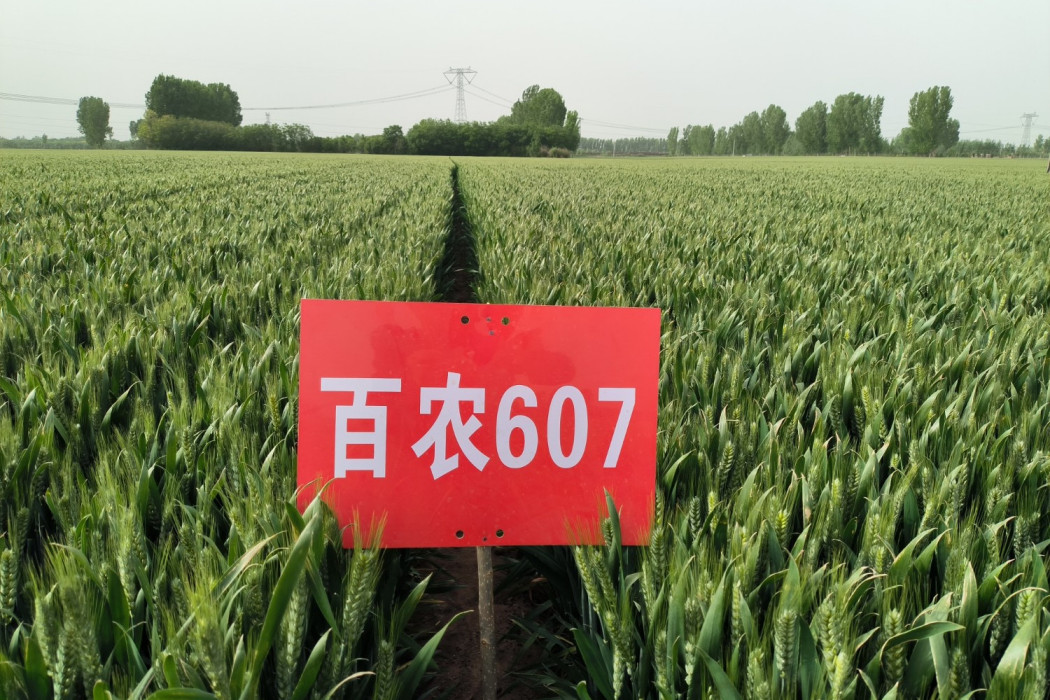百農607 百農607