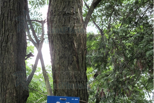 黃檀YA-1 黃檀YA-1