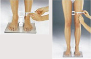 MT長筒襪測量：踝部+大腿中部