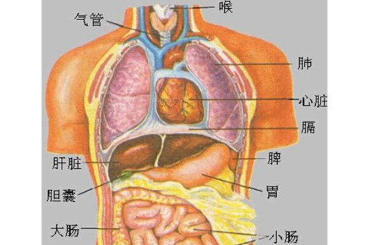 五臟六腑(人體器官) 五臟六腑(人體器官)