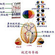 視覺(生理學術語)