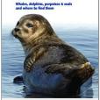 Britain\x27s Sea Mammals Britain\x27s Sea Mammals