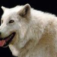 北極狼(白狼（動物）)