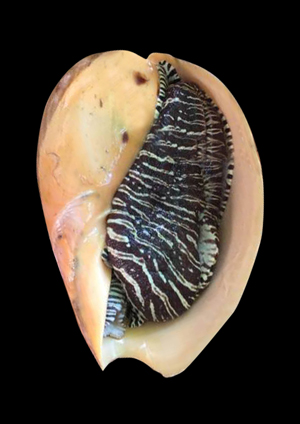 椰子渦螺活體及外套膜