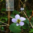 蓮花山堇菜 蓮花山堇菜