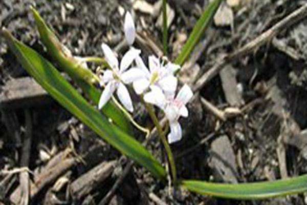 Scilla bifolia Scilla bifolia