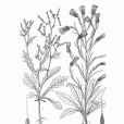 飄帶果 飄帶果