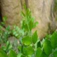 芊羅葉茶 芊羅葉茶