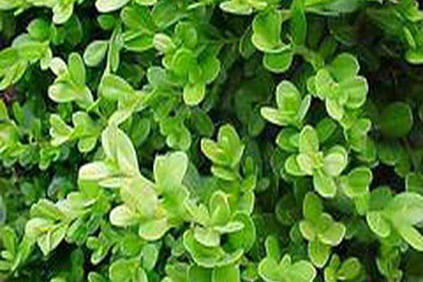 Buxus microphylla var. japonica \x27Morris Midget\x27 Buxus microphylla var. japonica \x27Morris Midget\x27