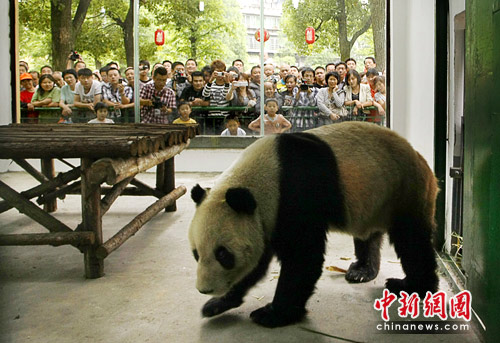 大熊貓“龍騰”