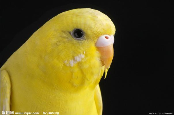 黃紅眼鸚鵡