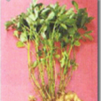 錦花5號 錦花5號