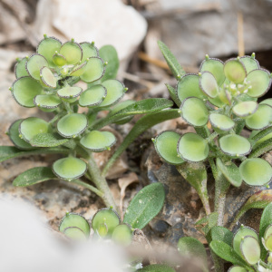 Alyssum foliosum