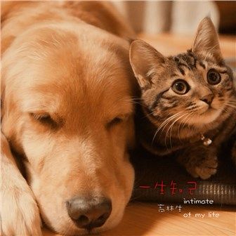 一生知己 一生知己
