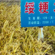 綏粳3 綏粳3