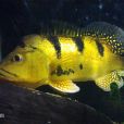 凱氏麗魚(巴西亞魚) 凱氏麗魚(巴西亞魚)
