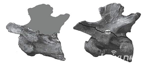 澳洲棘龍化石