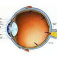 眼球垂直運動障礙