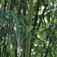 黃古竹 黃古竹