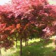 紅楓樹 紅楓樹