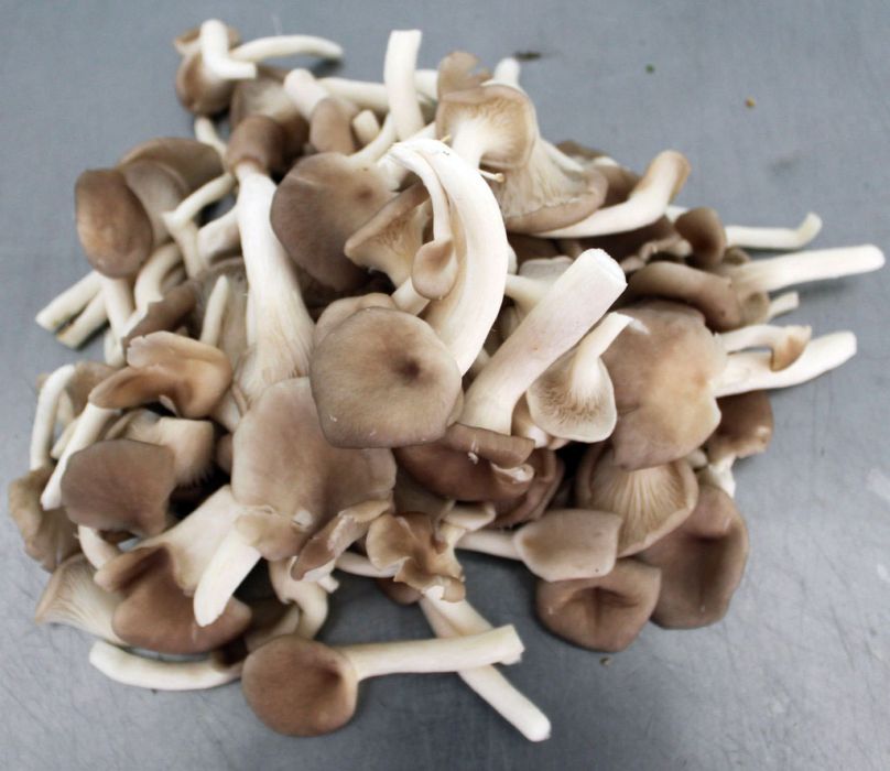 湘菌秀3號 湘菌秀3號
