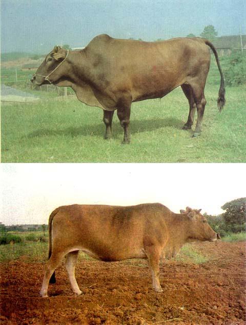 廣豐牛(動物) 廣豐牛(動物)