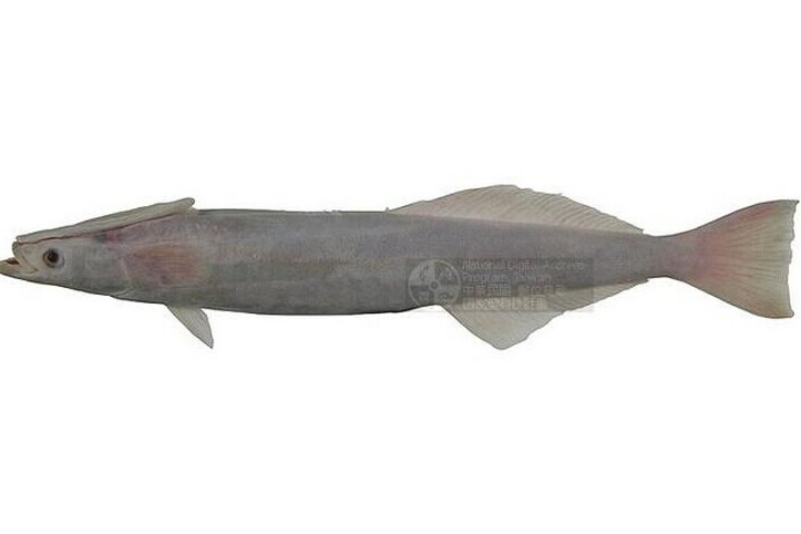 短印魚 短印魚